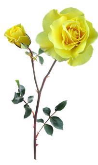 ���Ľ�ѧ�ġ������������ӻ���ץ���Է�����ʤ