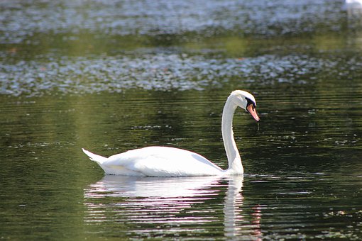 涨姿势:这5大猴子英语俚语也在向猴年致敬!